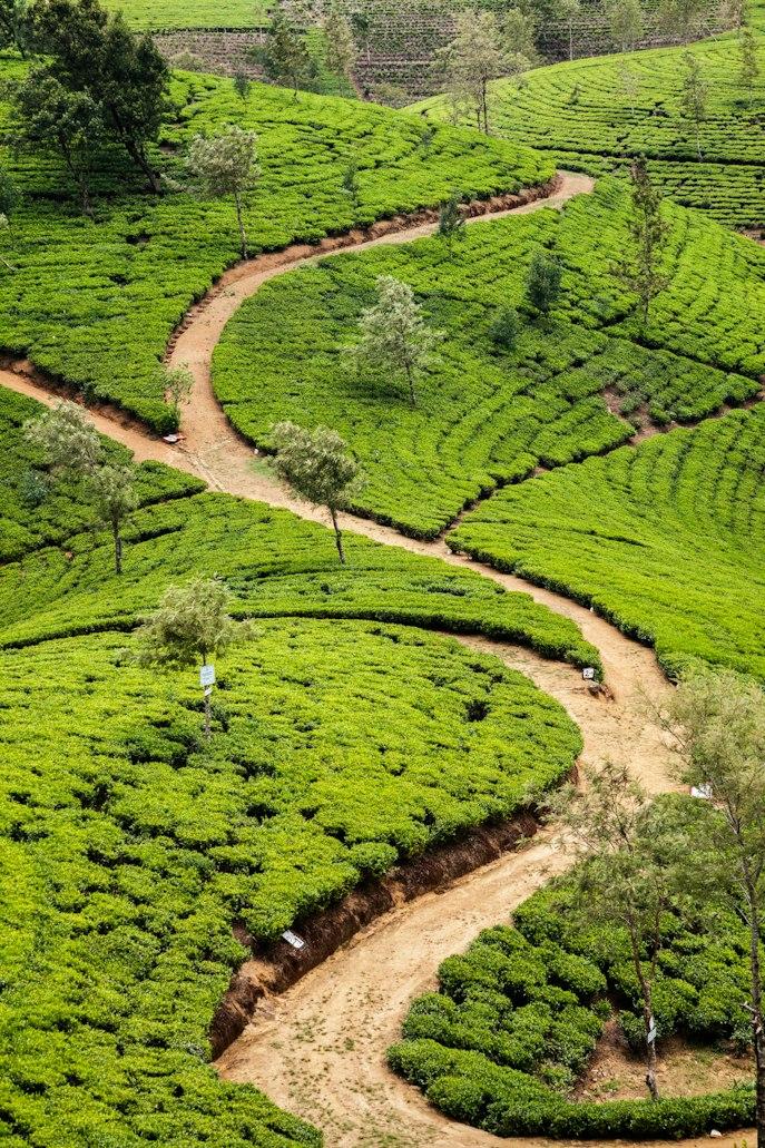 From the Cool Mountains to the Sunny Beach - Colombo, Nuwara Eliya & Mirissa, photo 3