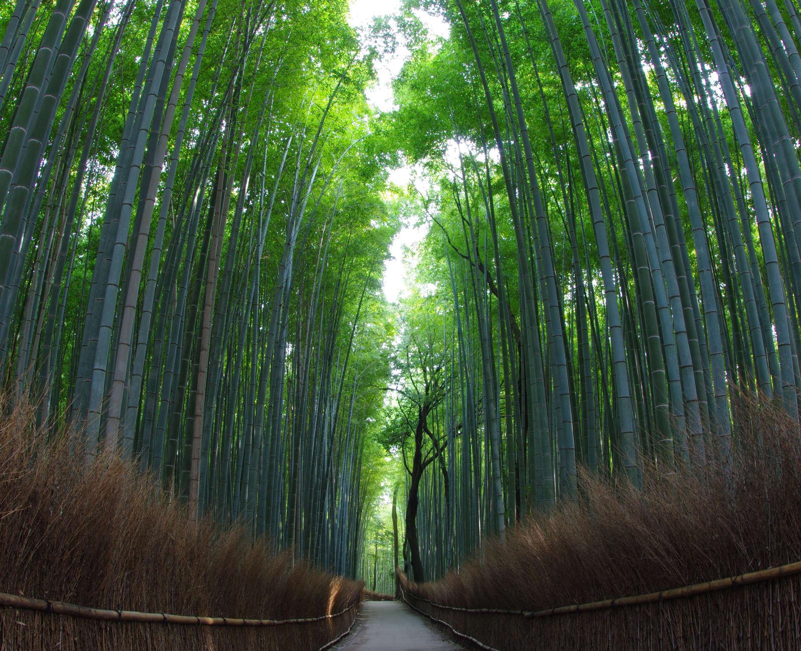 Japan - 5-Day Kyoto Heritage & Nara Escape, photo 3