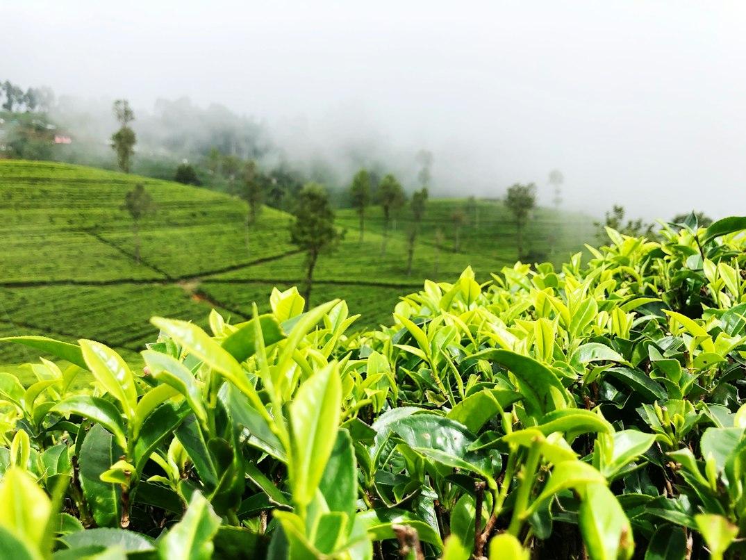 A Story of Hills, Tea, and Blue Oceans - Kandy, Nuwara Eliya & Mirissa, photo 3