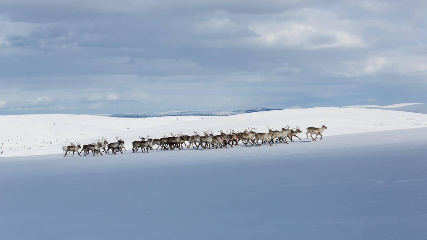 Finland Arctic Highlights Explorer, photo 6